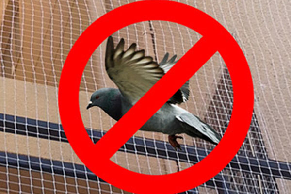 Pigeon control nets in Ballari